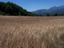 farro-filippi-s-001.jpg