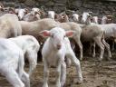 agnello-garfagnino3.jpg