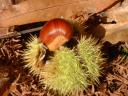castagne-3.JPG