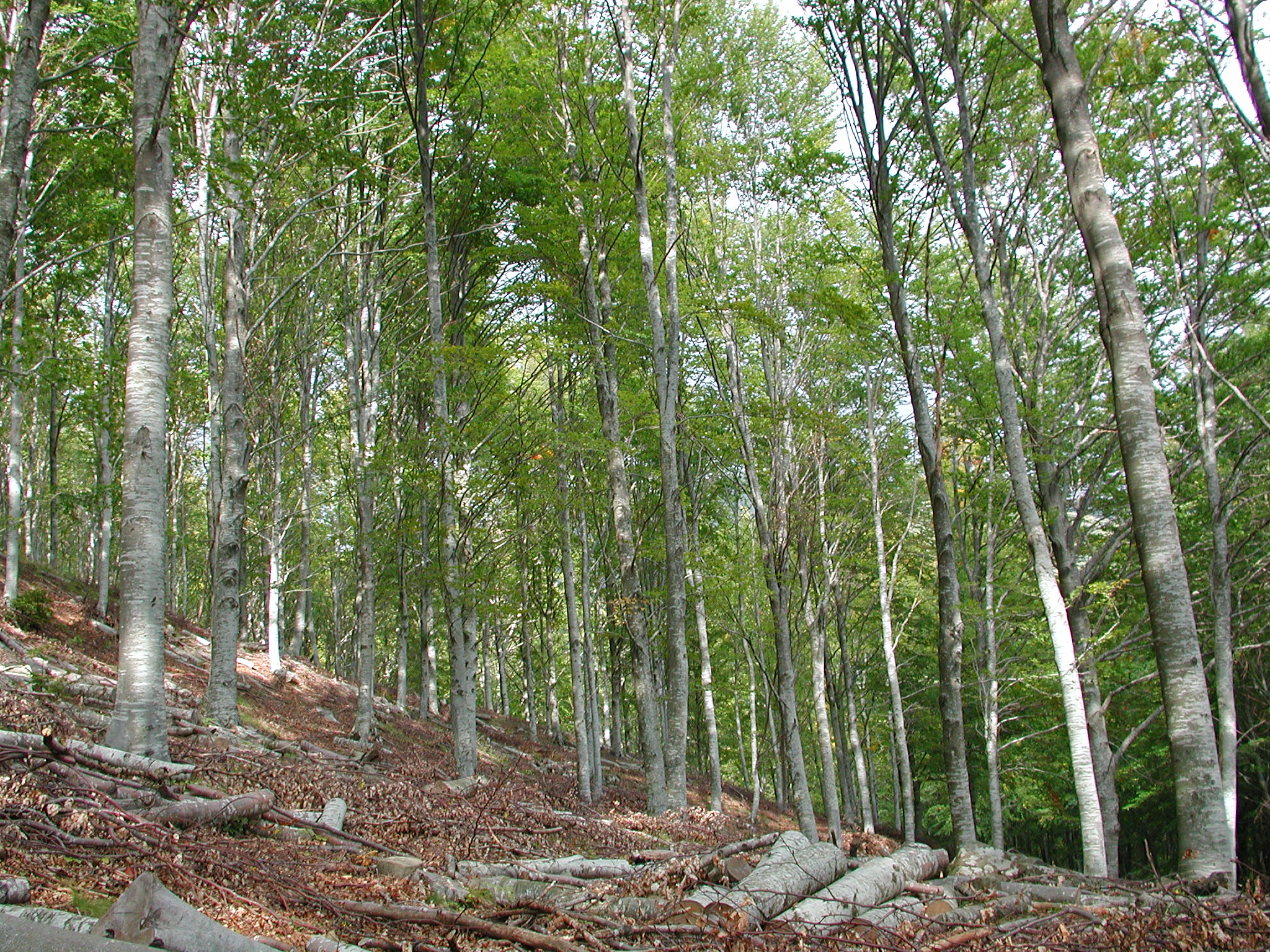 dscn0246.JPG