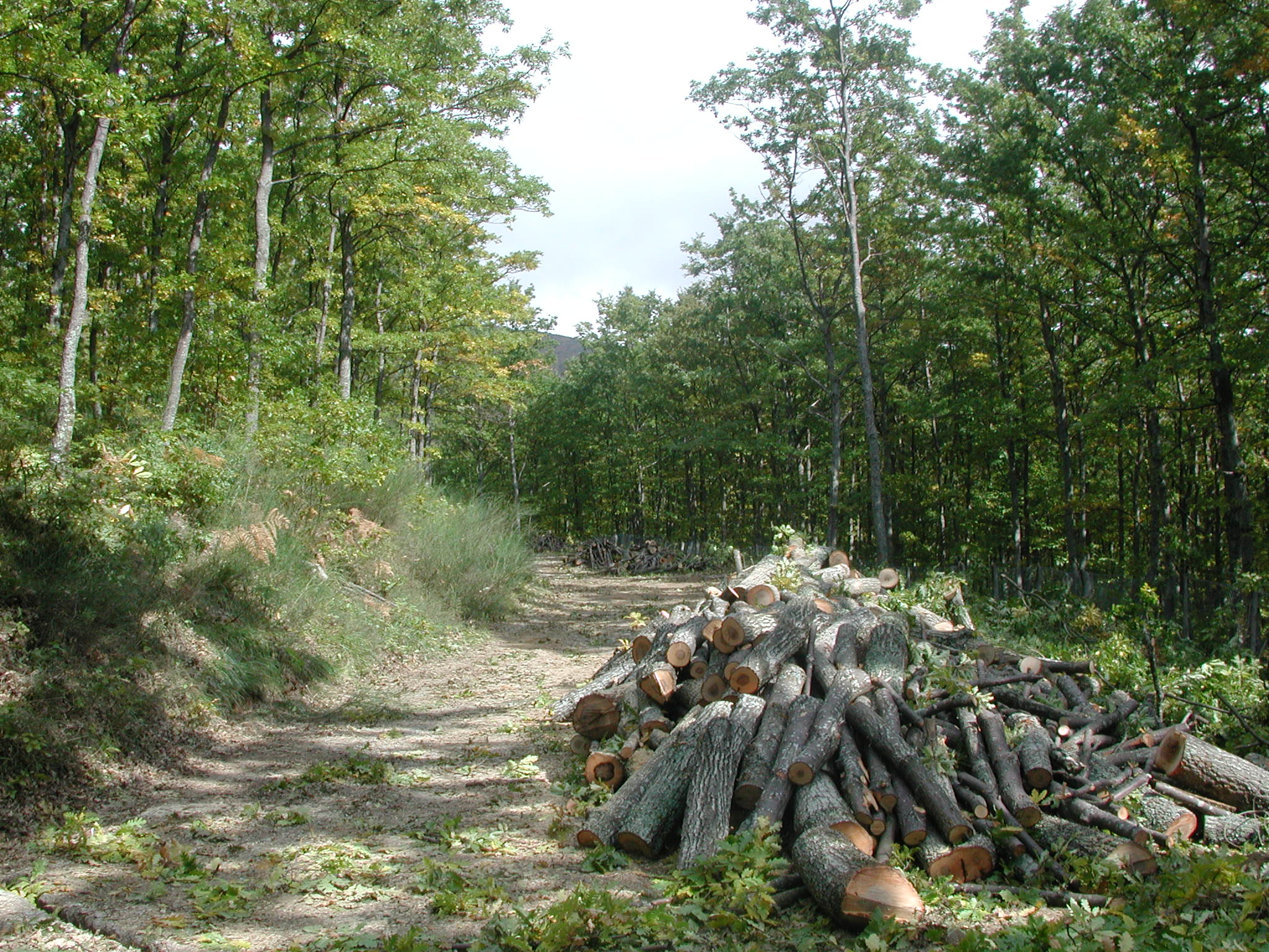 dscn2139.JPG