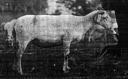 sheep-old-2.jpg