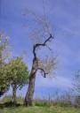 cilegio-marchiano.jpg