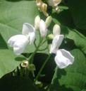 fiore