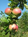 frutto-del-giappone.JPG