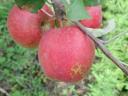 frutto