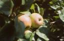 frutto