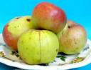 frutto