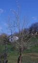 susino-coscia-di-monaca.jpg