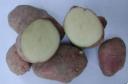 tuberi.jpg